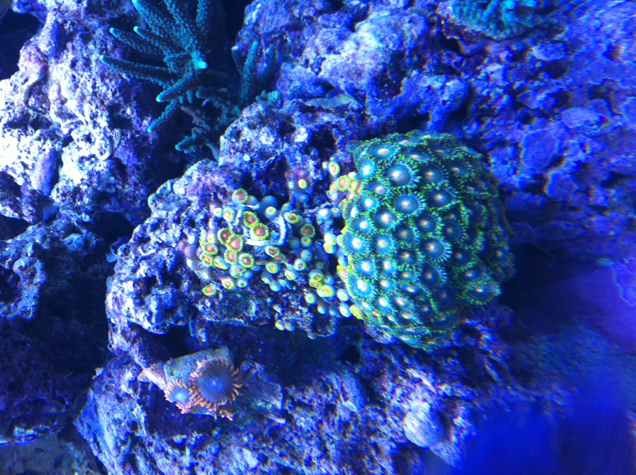 25 different kinds of zoas for sale Livestock Austin Reef Club